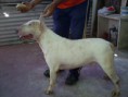 /album/imagenes/bullterrier1-jpg1/