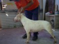 /album/imagenes/bullterrier2-jpg1/