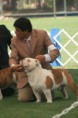 /album/fotogaleria-fotos-de-expo-enero-2011/bulldog6-jpg/