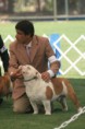 /album/fotogaleria-fotos-de-expo-enero-2011/bulldog8-jpg/
