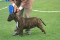 /album/fotogaleria-fotos-de-expo-enero-2011/bullterrier8-jpg/