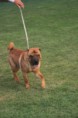 /album/fotogaleria-fotos-de-expo-enero-2011/sharpei2-jpg/